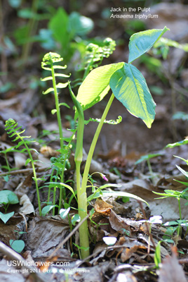 Arisaema triphyllum